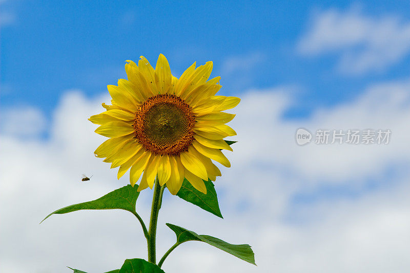 蜜蜂飞向向日葵