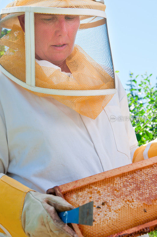 养蜂人取装有蜂蜜的蜂窝托盘-三