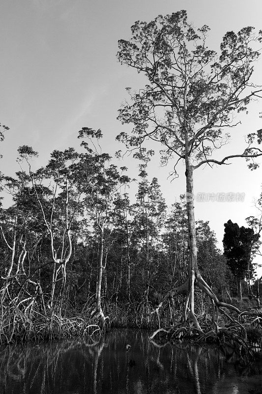 加蓬，埃斯特埃尔省，红树林。
