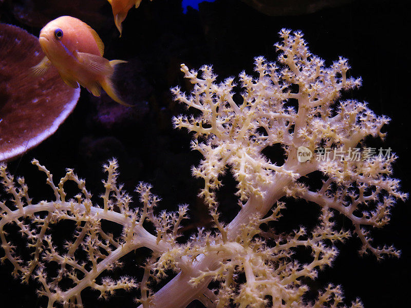 海底珊瑚礁中的红海生物
