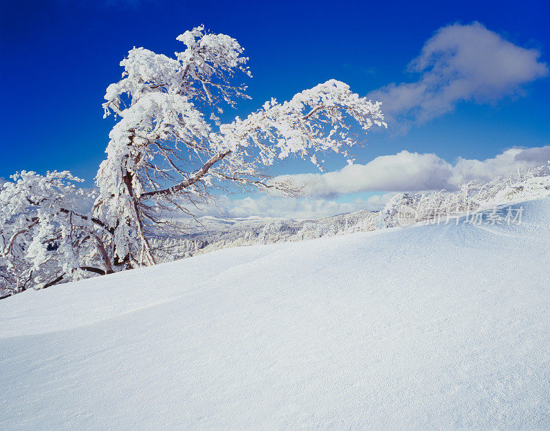 加州山上的新鲜雪