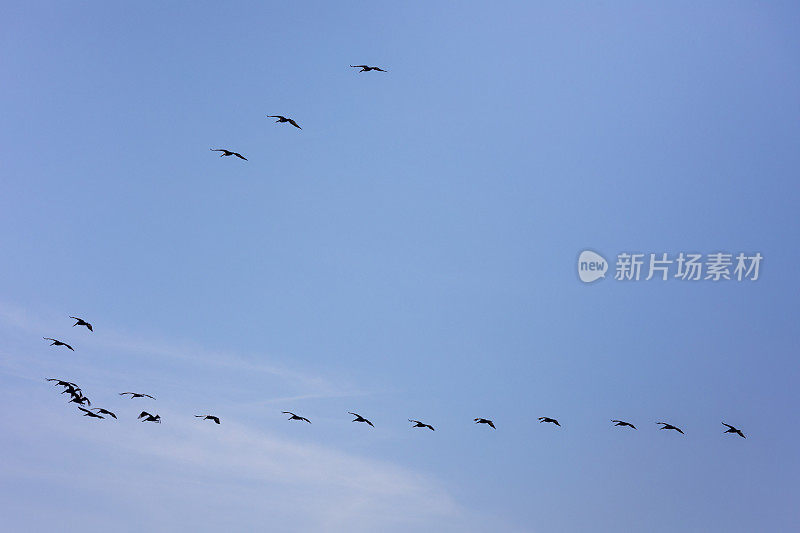 当巴拿马运河的水闸系统用淡水填满空间时，军舰鸟(又名护卫舰或护卫舰海燕)似乎得到了那些因从咸水变成淡水而立即死亡的鱼。