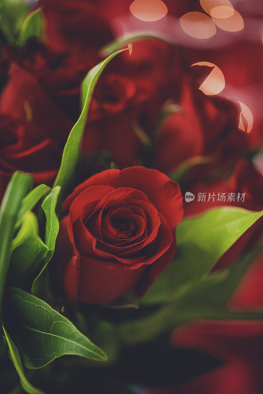 情人节的一束红玫瑰，以红色为背景