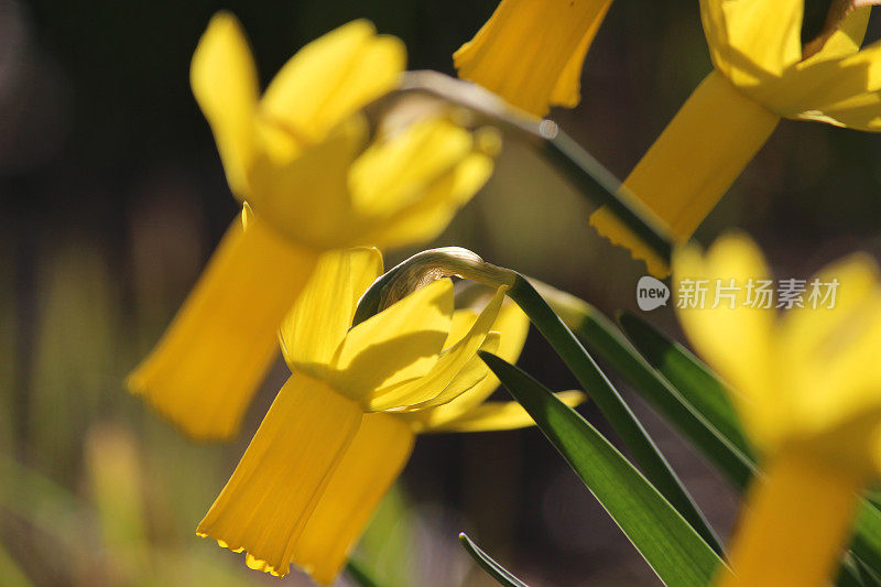 阳光照亮明亮的黄色水仙与反射花被的图像宏