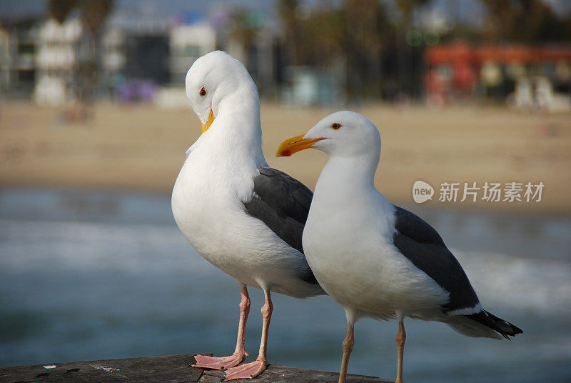 一对海鸥