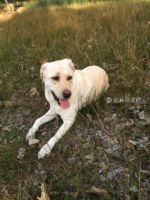 拉布拉多寻回犬