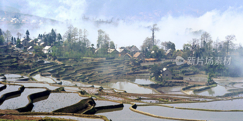 水稻梯田