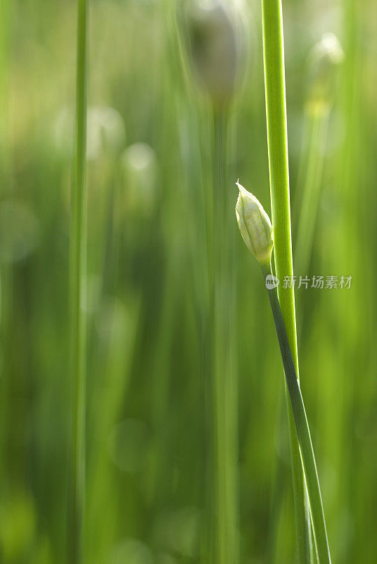 大蒜韭菜芽