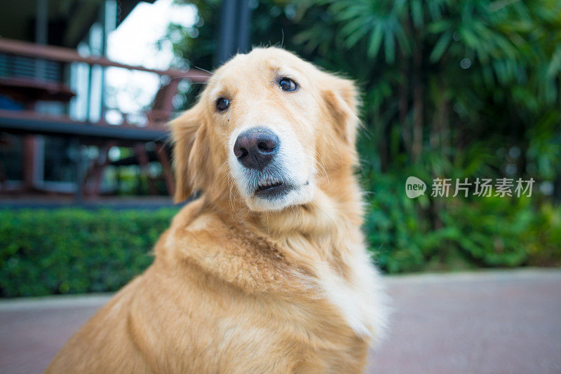 金毛寻回犬的肖像