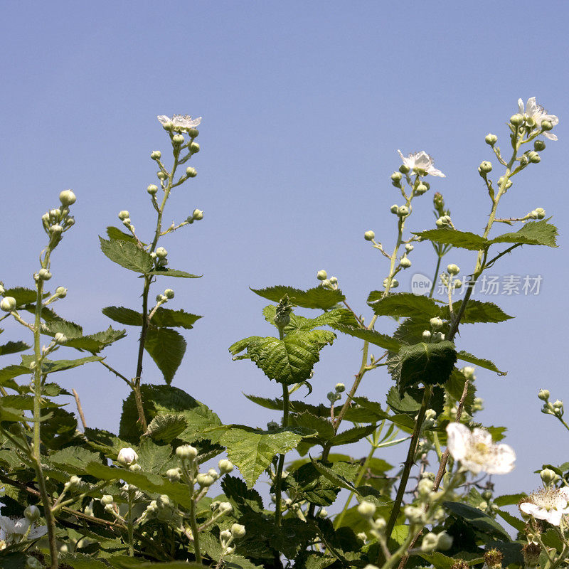 荆棘和天空