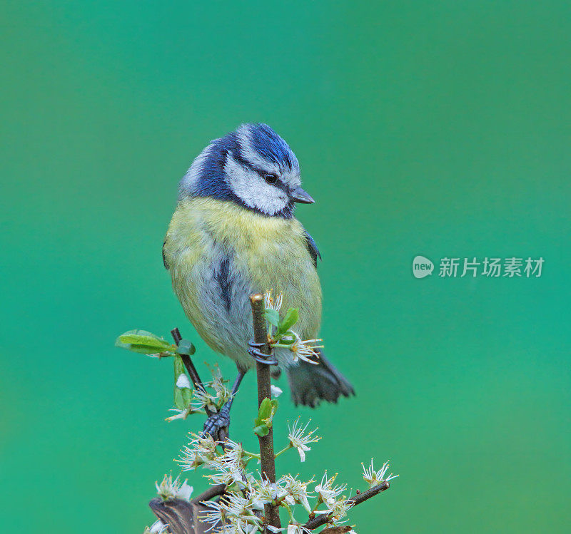 春天的蓝色山雀