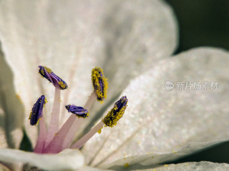 白色开花植物特写