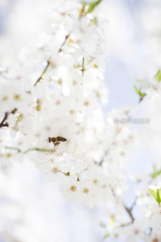 勤劳的蜜蜂在樱花间穿梭