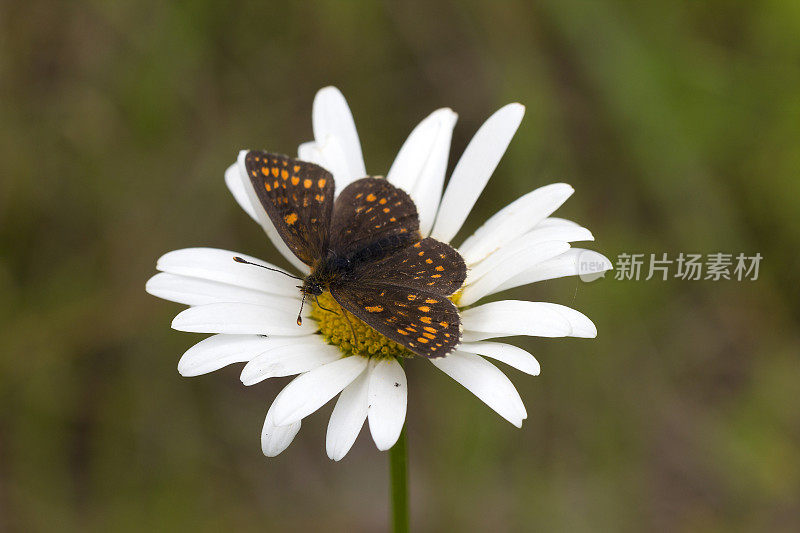 蝴蝶坐在一朵花上