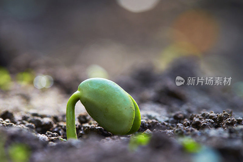 小芽从地里长出来