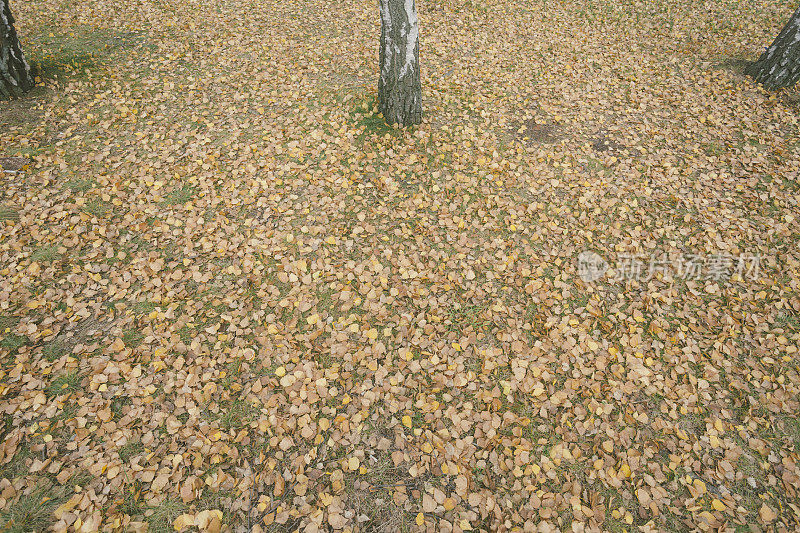 森林地面覆盖着干燥的桦树落叶