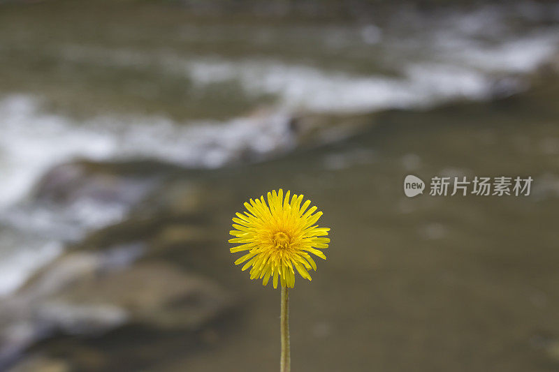 单朵黄色的蒲公英花，背景是流动的河流。近距离的照片。