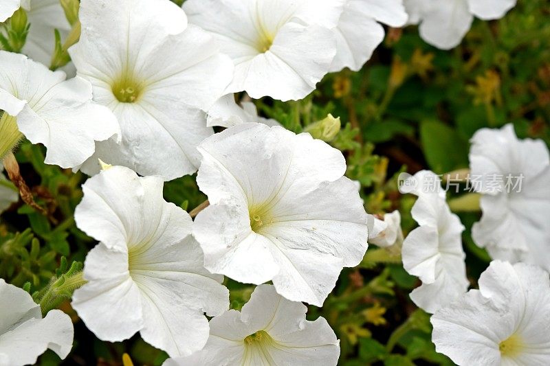 白色的佩妮鲜花