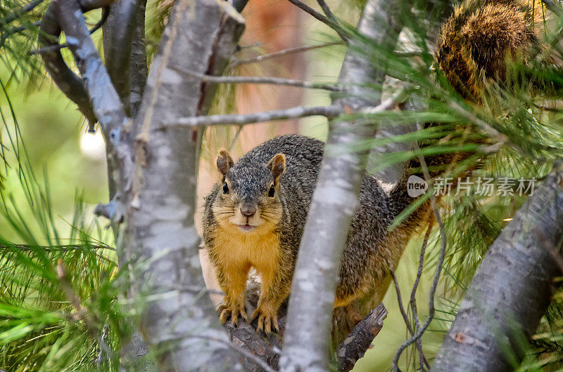 加州树松鼠从树上看着相机