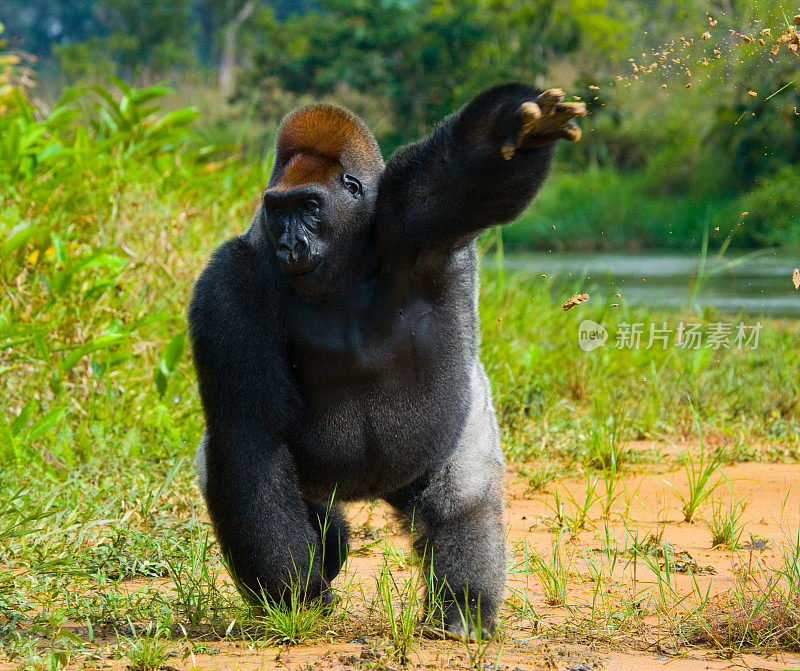野生低地大猩猩。刚果共和国。