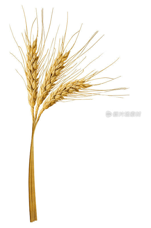 在白色背景上孤立的三粒小麦