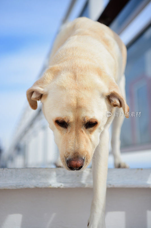 一条船上的拉布拉多寻回犬