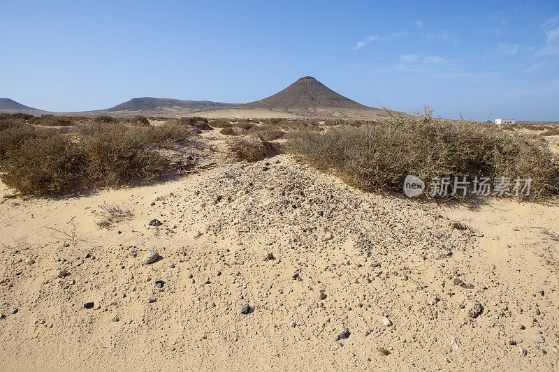 Fuerteventura的Jable砂中发现了化石痕迹。直翅昆虫的繁殖行为被保存成这种圆形的石头。