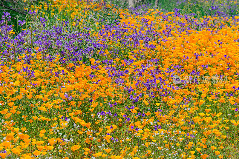 春季加利福尼亚金色罂粟特写羚羊谷，加州