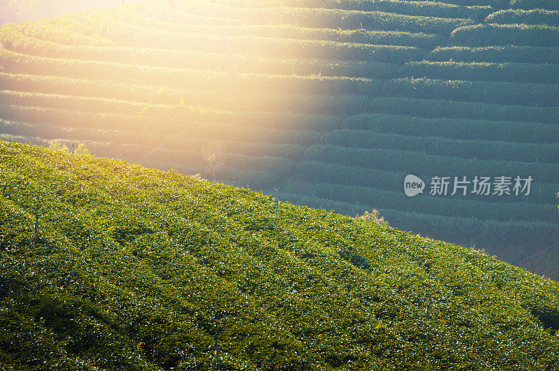 泰国北部的山景，日出和薄雾