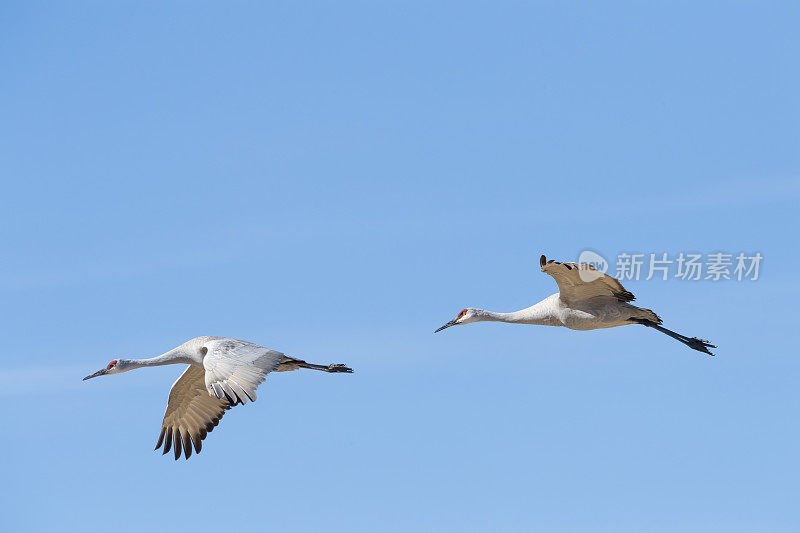 两只沙丘鹤在阿帕奇博物馆飞翔