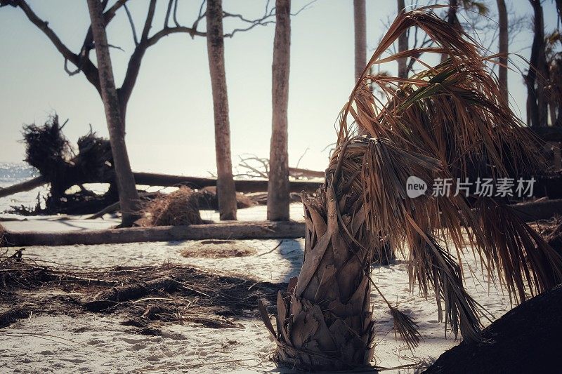 狩猎岛州海滩侵蚀海岸，倒下的棕榈树，SC