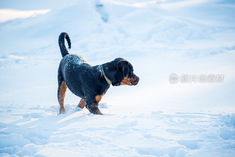 罗威纳犬在冬天的雪地里