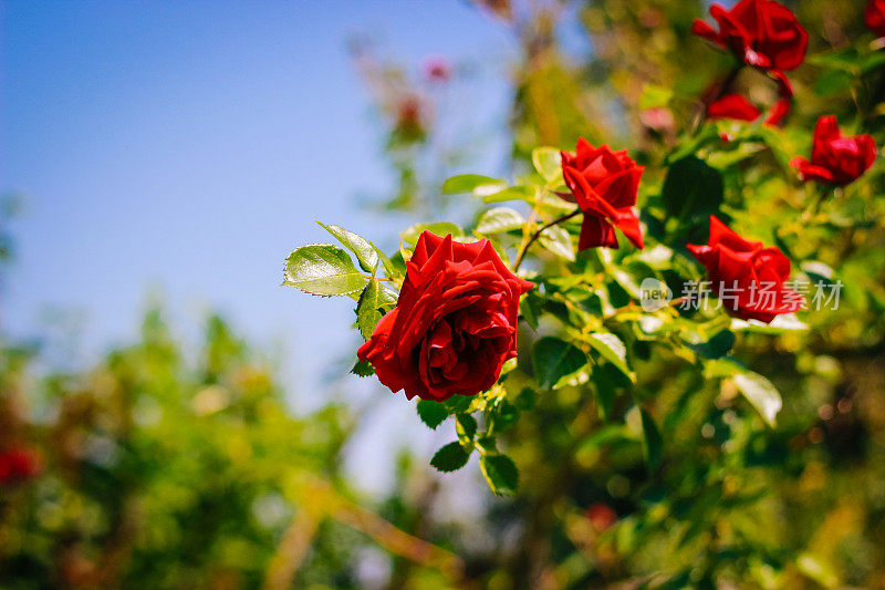 大自然中的红玫瑰