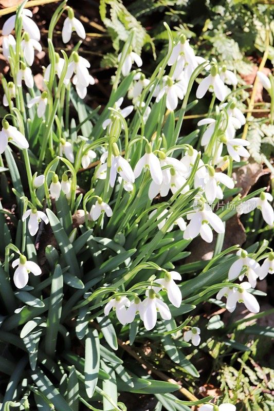 雪花莲在树林里