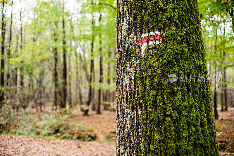 红色和白色的方向标志画在覆盖着苔藓的橡树树干上，这是在秋天的法国森林里的一个长途徒步旅行路线