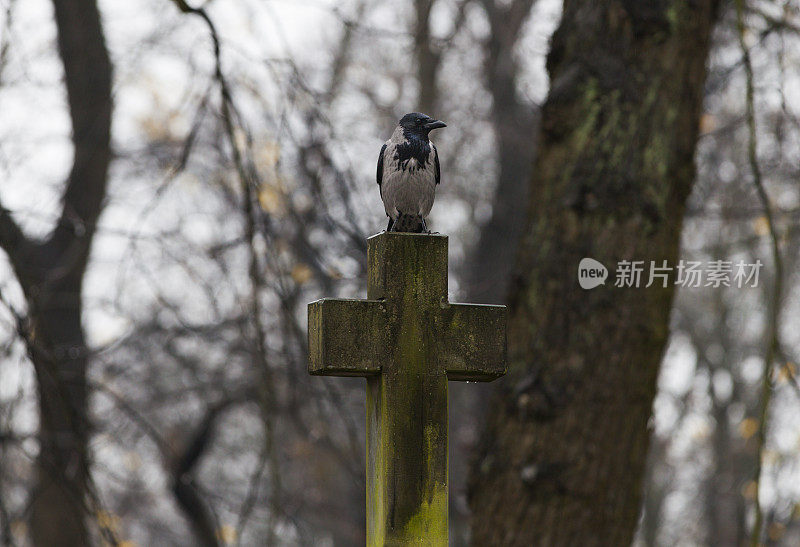 石十字架与活鸟在十一月雨墓地。