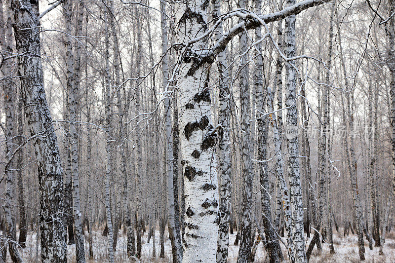 冬天桦林