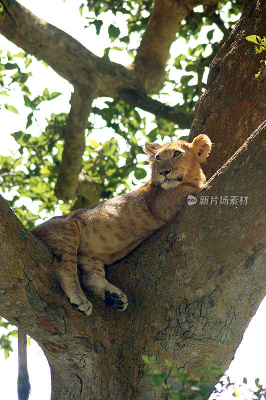 Treeclimbing狮子