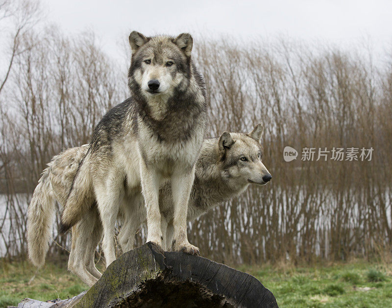 两只灰狼站在原木上