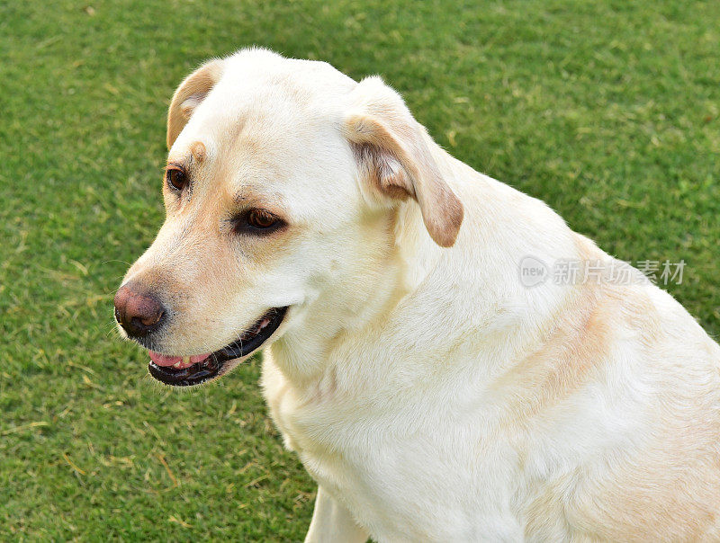 玩得开心的拉布拉多寻回犬