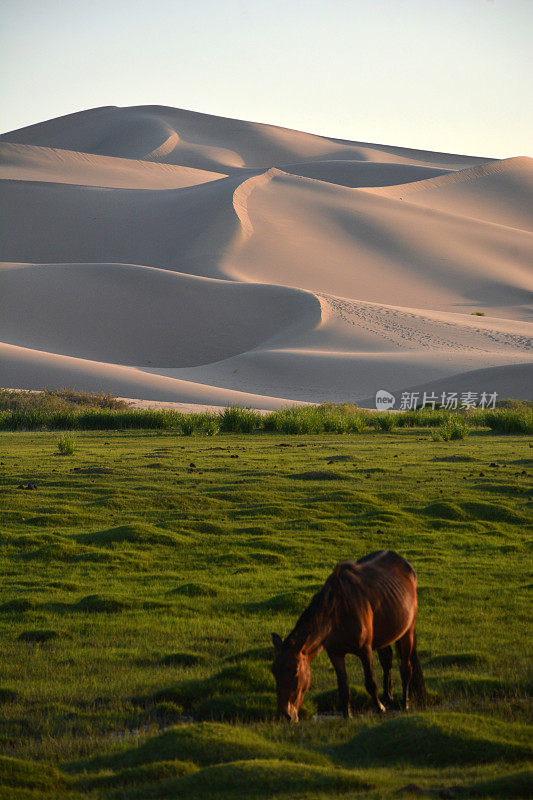 蒙古霍诺尔沙丘上的马