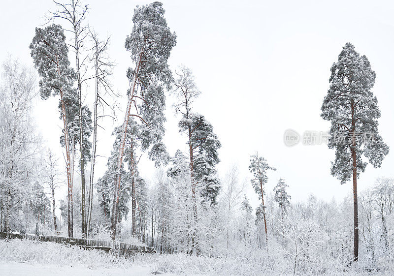 乡村冬季景观有森林和雪。
