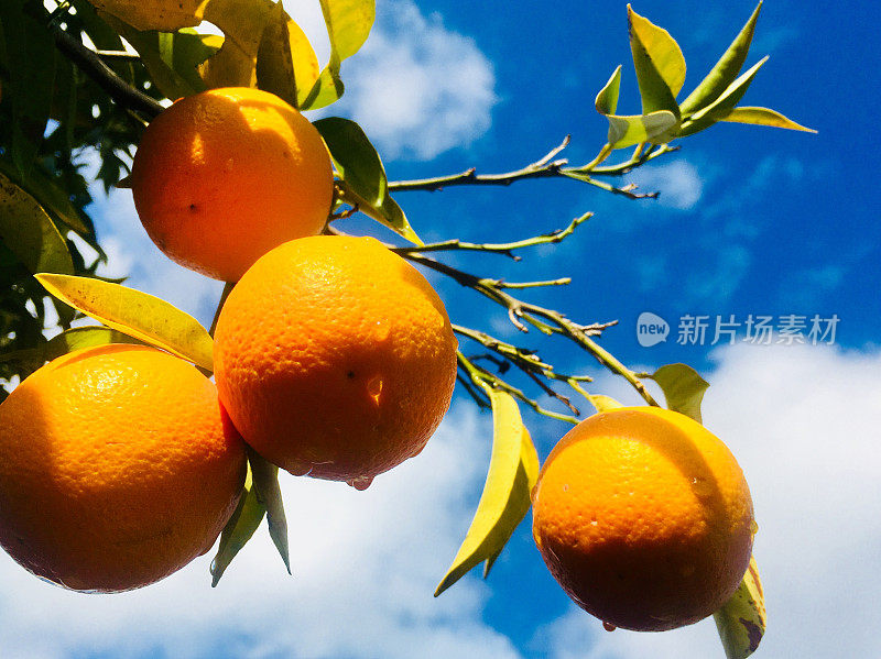 橘子挂在树上