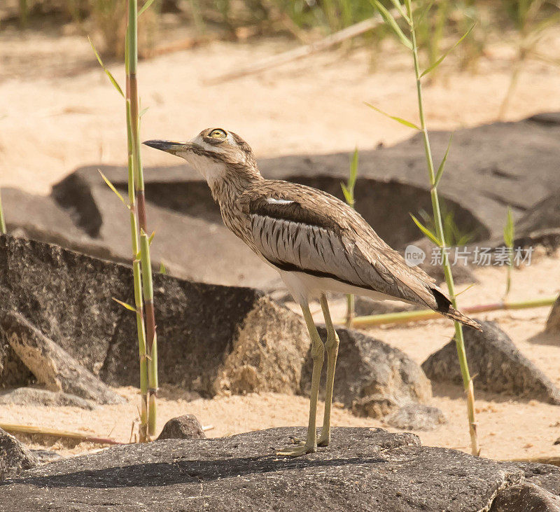 水Thick-Knee