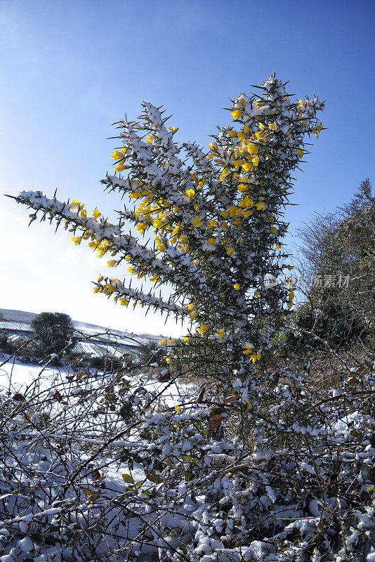 雪中开黄花的金雀花丛