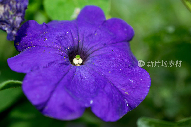 紫色矮牵牛花的花