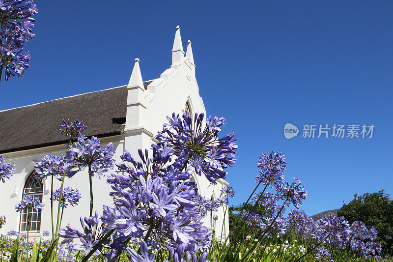 南非Franschoek的荷兰归正教会。透过美丽盛开的紫罗兰花束观看