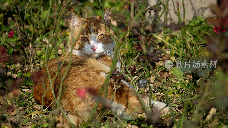 猫在花丛中