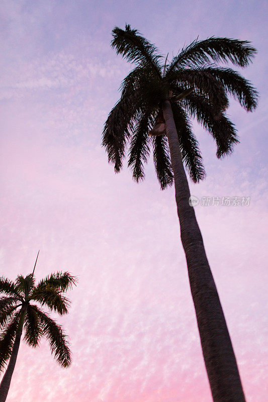 柔和的棕榈滩天空