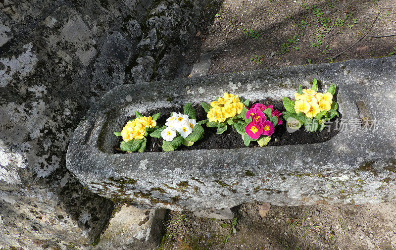 春天的鲜花种植在古老的石头灌溉附近的中世纪修道院Romainm?tier-Envy瑞士